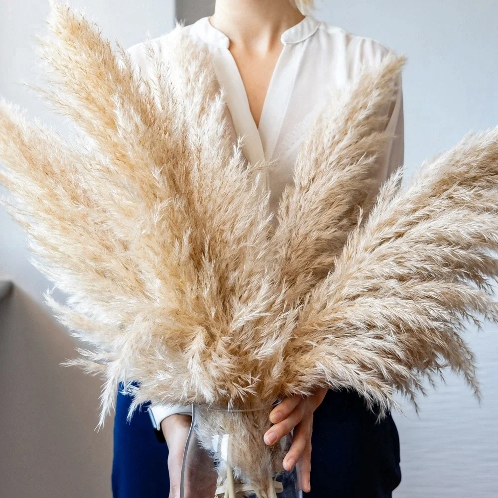 Dried Flower Bulk - Erba di pampa grande soffice da