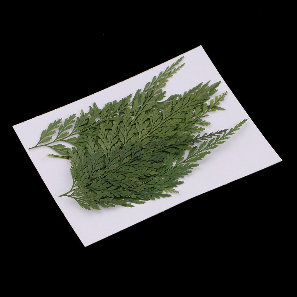 Dried Flower Bulk - Foglie e Fiori Naturali Pressati Decorativi,