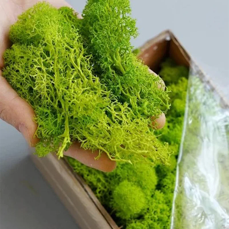 20-200g Piante verdi artificia - Terrarium Moss Art recensione e prezzo