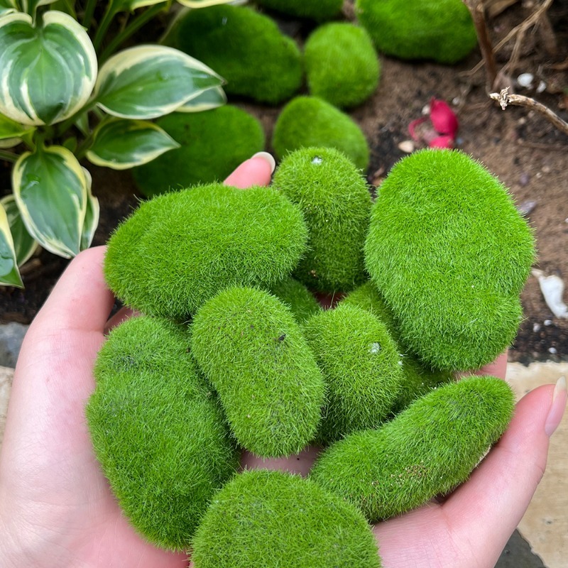 5/30 pz Pietre di Muschio Arti - Terrarium Moss Art recensione e prezzo