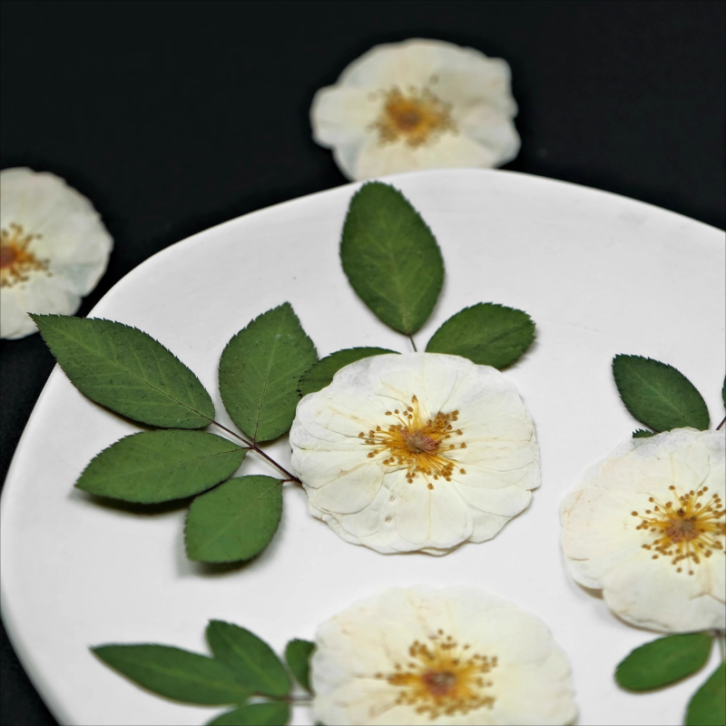 6 pezzi, 9 pezzi, rosa bianca  - Dried Flower Bulk recensione e prezzo