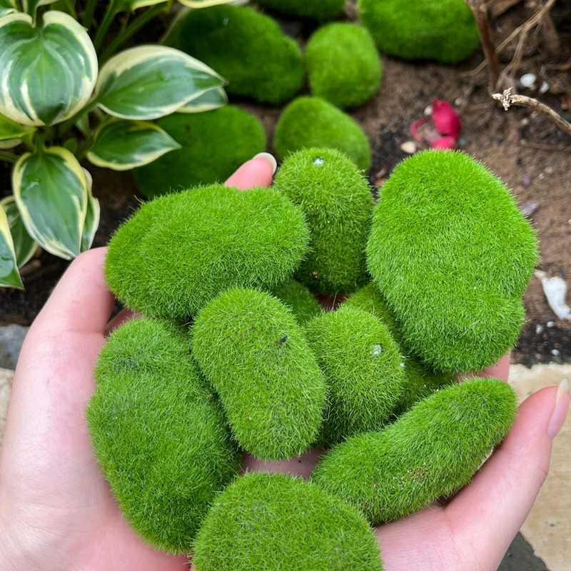 50/5 Pezzi Rocce di Muschio Ar - Terrarium Moss Art recensione e prezzo