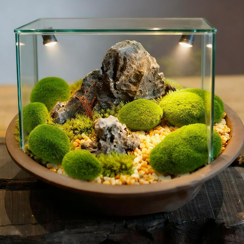 50/5 Pezzi Rocce di Muschio Ar - Terrarium Moss Art recensione e prezzo