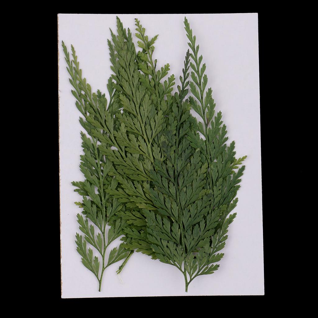 Foglie e Fiori Naturali Pressa - Dried Flower Bulk recensione e prezzo
