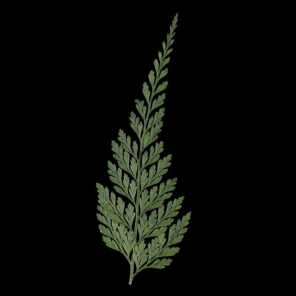 Foglie e Fiori Naturali Pressa - Dried Flower Bulk recensione e prezzo