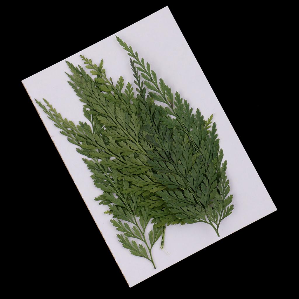 Foglie e Fiori Naturali Pressa - Dried Flower Bulk recensione e prezzo